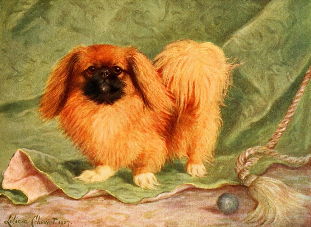 New Book of the Dog 1911 Pekinese Poster Print by Lilian Cheviot