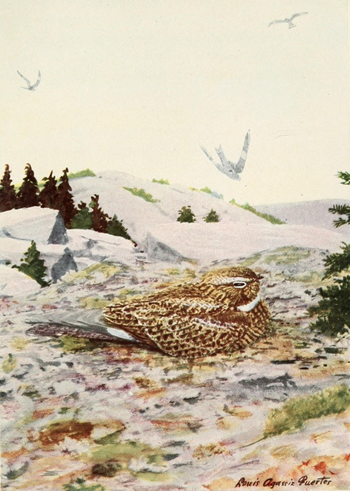 Burgess Bird Book Nighthawk Poster Print by L.A. Fuertes