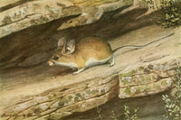 Wild Animals of North America Big-eared Rock Mouse Poster Print by L.A. Fuertes