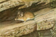 Wild Animals of North America Big-eared Rock Mouse Poster Print by L.A. Fuertes