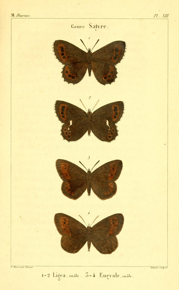 Papillons de France 1821 Genre Satyre Poster Print
