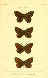 Papillons de France 1821 Genre Satyre Poster Print