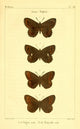 Papillons de France 1821 Genre Satyre Poster Print