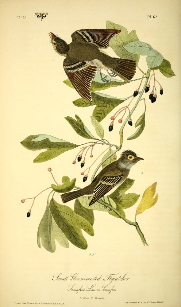 Birds of America 1844 Green-crested Flycatcher Poster Print by J.J. Audubon