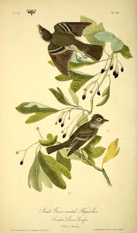 Birds of America 1844 Green-crested Flycatcher Poster Print by J.J. Audubon