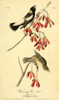 Wandering Rice Bird Poster Print by J.J. Audubon from Birds of America series.