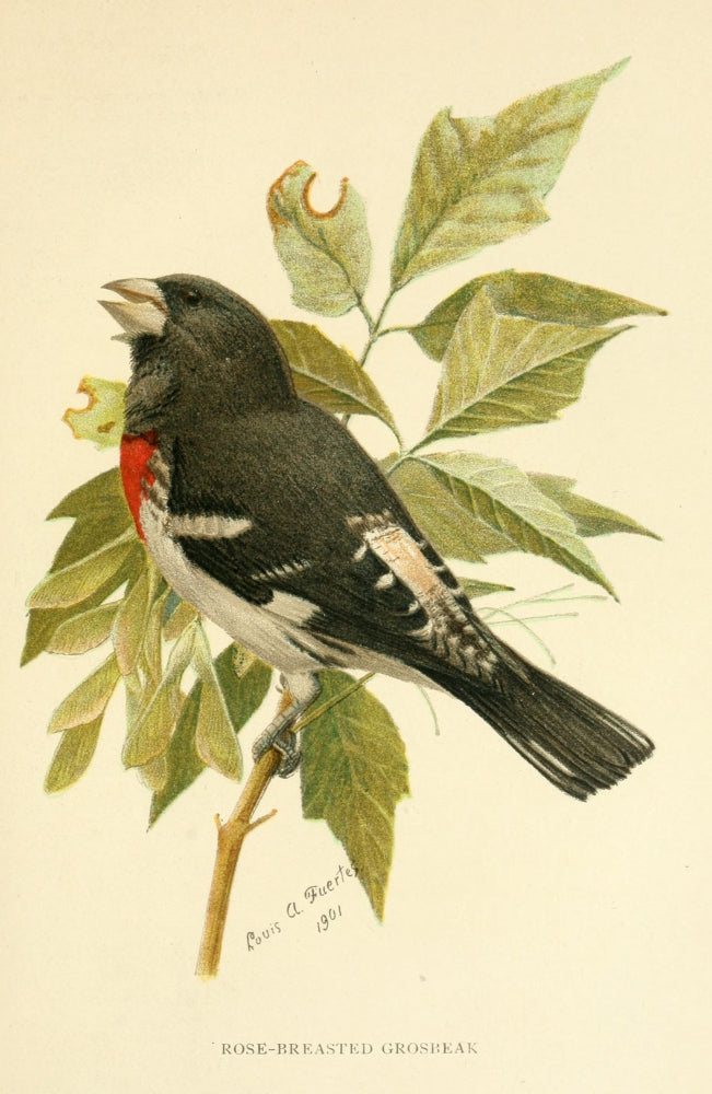 Second Book of Birds 1901 Rose-breasted Grosbeak Poster Print by L.A. Fuertes