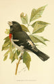 Second Book of Birds 1901 Rose-breasted Grosbeak Poster Print by L.A. Fuertes
