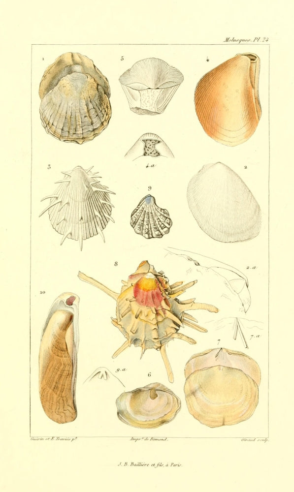 Les Mollusques 1868 Shells Poster Print by J.B. Guerin