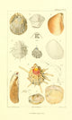 Les Mollusques 1868 Shells Poster Print by J.B. Guerin
