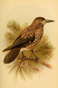 Birds of the British Islands 1885 Nutcracker Art Print by John G. Keulemans