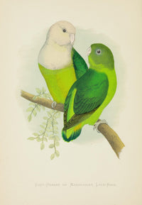 Parrots in Captivity 1884 Madagascar Love-Birds Art Print by A.F. Lydon
