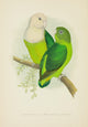 Parrots in Captivity 1884 Madagascar Love-Birds Art Print by A.F. Lydon