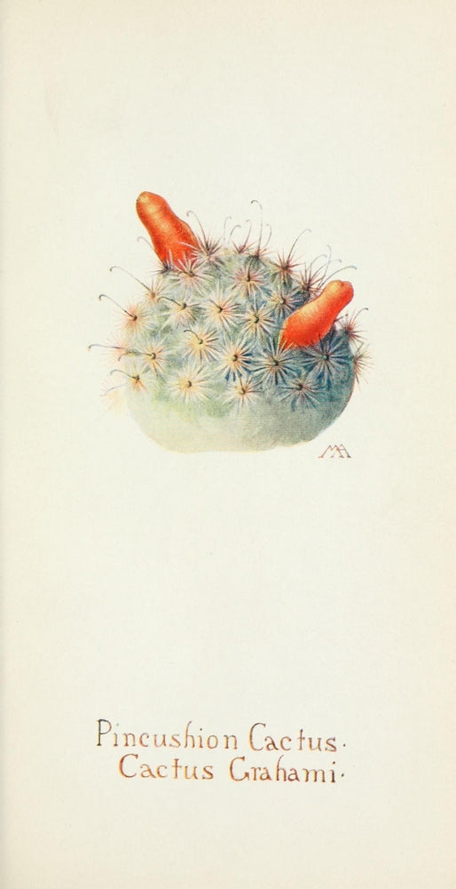 Western Wild Flowers 1915 Pincushion Cactus Poster Print showcasing vibrant flora.