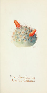 Western Wild Flowers 1915 Pincushion Cactus Poster Print showcasing vibrant flora.
