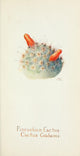 Western Wild Flowers 1915 Pincushion Cactus Poster Print showcasing vibrant flora.