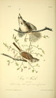 Song Finch Poster Print from J.J. Audubon's Birds of America collection.