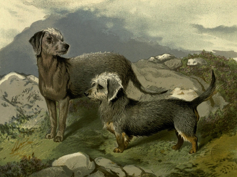 Illustrated Book of the Dog 1881 Bedlington & Dandie Dinmont Poster Print by C.B. Barber.