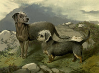 Illustrated Book of the Dog 1881 Bedlington & Dandie Dinmont Poster Print by C.B. Barber.