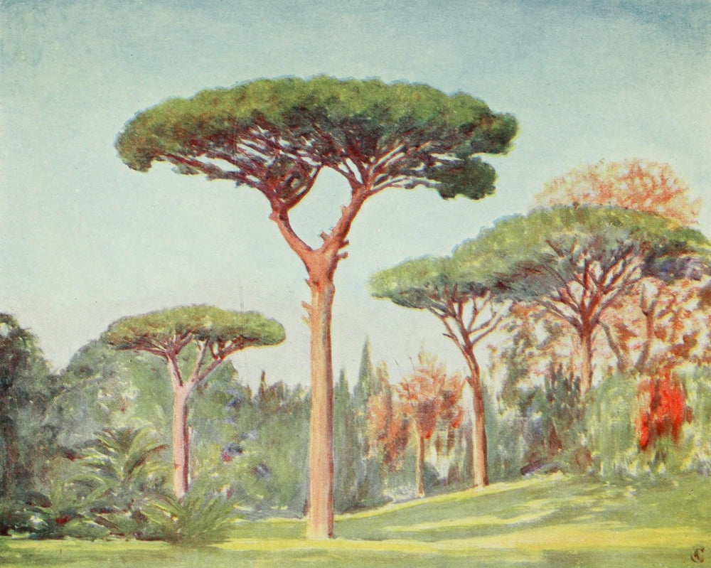 Naples 1904 Rock Pines at Villa Floridiana Poster Print by Augustine Fitzgerald