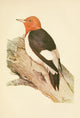 The Woodpecker 1901 Red-headed Woodpecker Poster Print by L.A. Fuertes