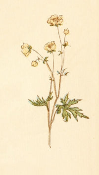 Language of Flowers 1884 Dog Rose Poster Print by Kate Greenaway