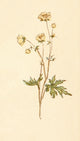 Language of Flowers 1884 Dog Rose Poster Print by Kate Greenaway