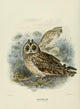 Short-eared Owl Poster Print from Birds of Europe 1881 by John G. Keulemans