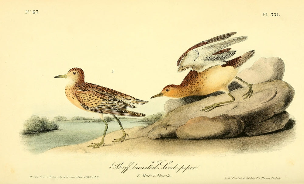 Buff-breasted Sandpiper Poster Print by J.J. Audubon, showing intricate detail and vibrant colors.