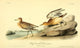 Buff-breasted Sandpiper Poster Print by J.J. Audubon, showing intricate detail and vibrant colors.