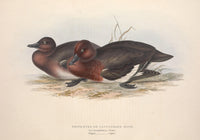 Birds of Europe 1837 White-eyed Duck Poster Print by J & E Gould