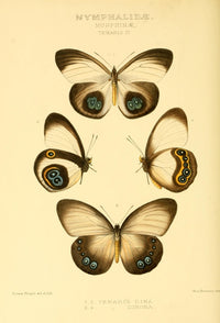 Rhopalocera Exotica 1887 Morphinae Poster Print by Horace Knight