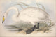 Whistling Swan Poster Print from Birds of Europe 1837 by Edward Lear.