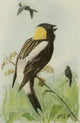 Book of Birds 1921 Bobolink Poster Print by L.A. Fuertes