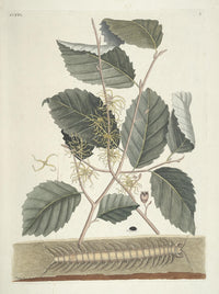 Centipede Poster Print by Mark Catesby showcasing vibrant colors and intricate details.