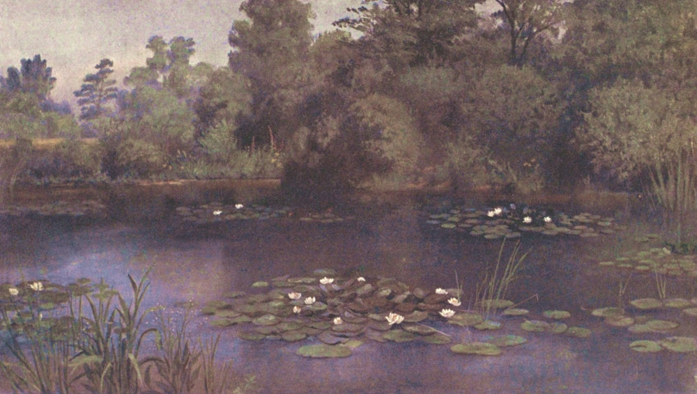 Kew Gardens 1908 Water Lily Pond Poster Print by T. Mower Martin