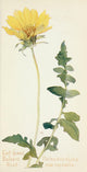 Western Wild Flowers 1915 Cut-leaved Balsam Root Poster Print