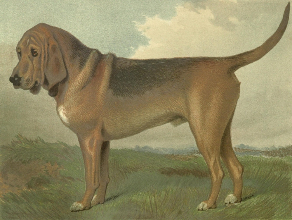 Illustrated Book of the Dog 1881 Bloodhound Poster Print by C.B. Barber