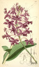 Curtis's Magazine 1849 Epidendrum Poster Print by W. Fitch, showcasing a beautiful floral design.