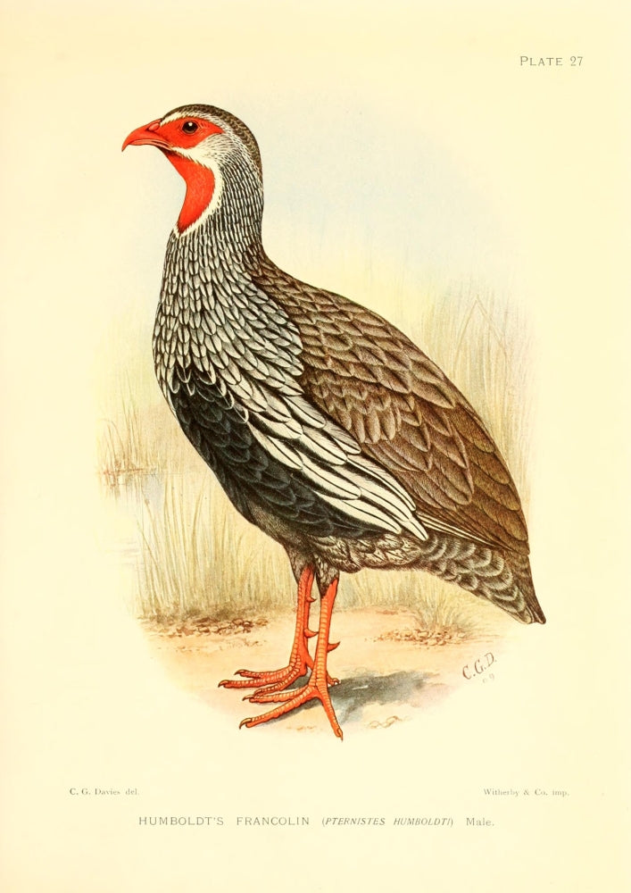 Humboldt's Francolin Poster Print showcasing game-birds and water-fowl of South Africa.