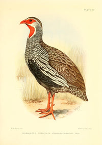 Humboldt's Francolin Poster Print showcasing game-birds and water-fowl of South Africa.