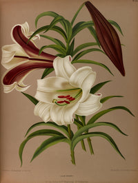 Haarlem's Flora 1872 Lilium Brownii Poster Print by Arentine H. Arendsen