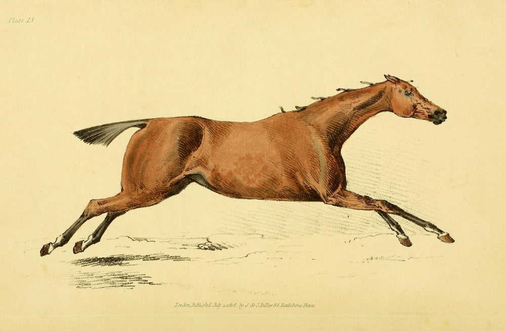 Beauties & Defects in the Horse Chestnut Gallop Poster Print by Henry Alken