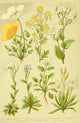 Alpen-Flora f r Touristen Papaver et al Poster Print by Hermann Friese