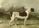 Illustrated Book of the Dog 1881 Pointer Poster Print by C.B. Barber.