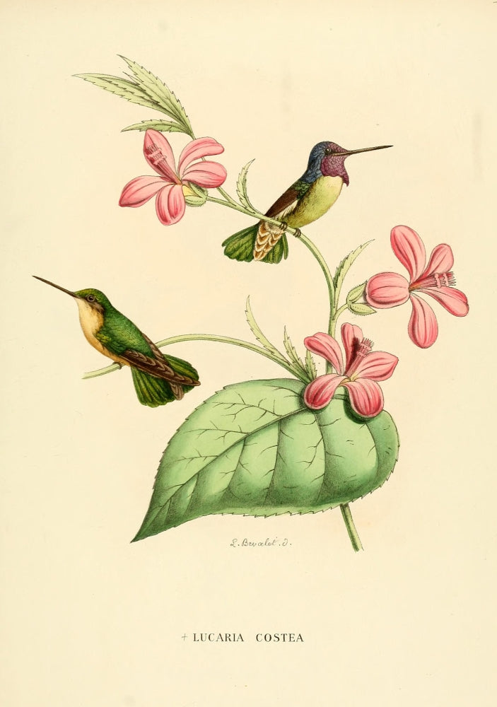 Oiseau Mouches 1874 Poster Print by L. Bevalet featuring vibrant hummingbirds.