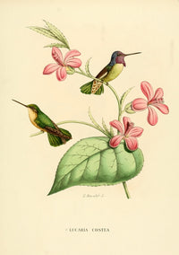 Oiseau Mouches 1874 Poster Print by L. Bevalet featuring vibrant hummingbirds.