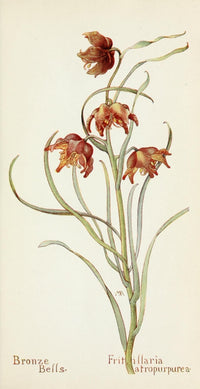 Western Wild Flowers 1915 Bronze Bells Poster Print by M. Armstrong