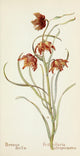 Western Wild Flowers 1915 Bronze Bells Poster Print by M. Armstrong