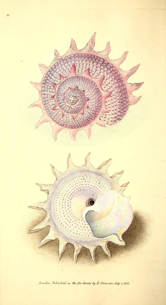 Naturalist's Repository 1824 Pink Sun Trochus Poster Print by E. Donovan
